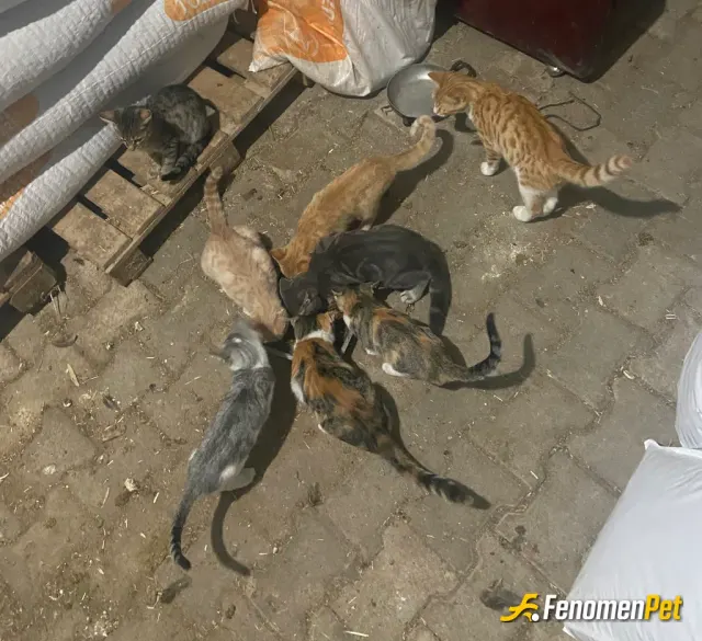 Sokak hayvanı besleme: Bugün yemek zamanı :))
#Fenomenpet Fenomenbet Pati Dostu

#Fenomenbet - Fenomenbet Patiler de kazanır