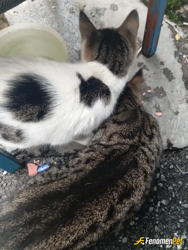 Sokak hayvanı besleme: Kardeş bunlar bebekkenden beri beslerim büyüdüler maasallah????