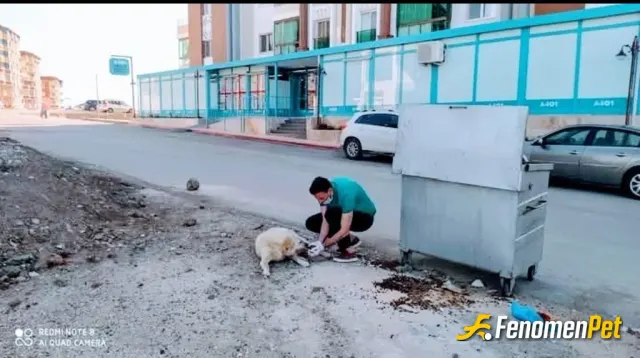 cashpara44 sokak hayvanını besliyor