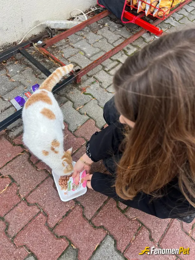 Sokak hayvanı besleme: Yolda yürürken koşa koşa yanımıza geldi ve bir anda miyavlamaya başladı aç olduğunu anlayınca en yakın petshop