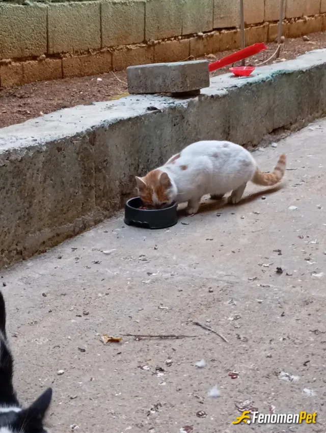 seyhmusaslan00 sokak hayvanını besliyor