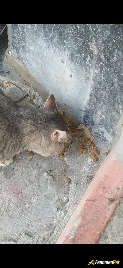 Sokak hayvanı besleme: #Fenomenpet - Sergilediğiniz bu anlamlı ve güzel sosyal proje için teşekkürler..