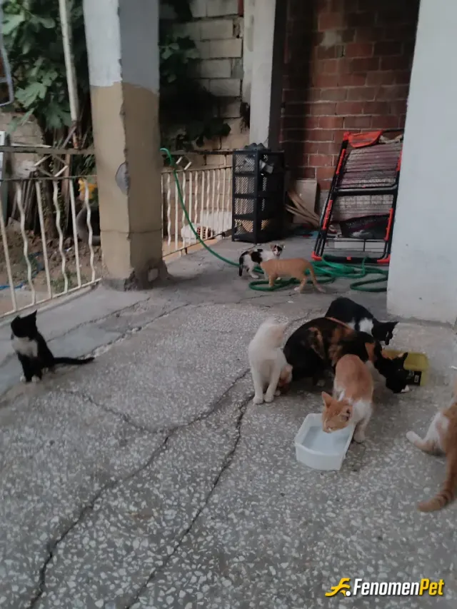 Sokak hayvanı besleme: Hergün aynı şeyi yaptığım için artık kediler alıştı başka mahalleden de kediler gelmeye başladı 😂😁