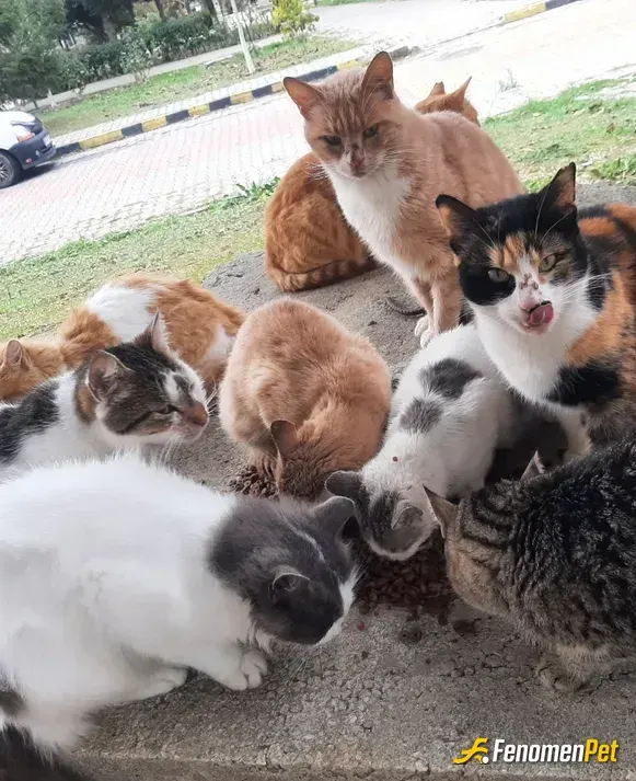 Sokak hayvanı besleme: Bahcemde ki miniklerim
#Fenomenpet payı dostu