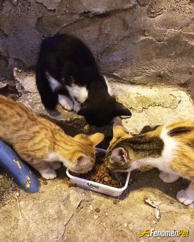 Sevgi19077 sokak hayvanını besliyor