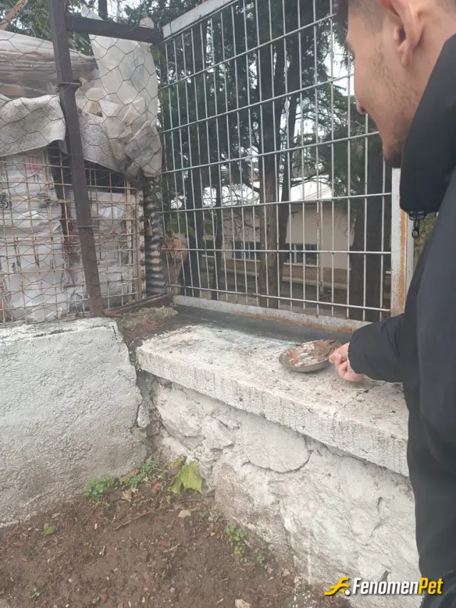 Yalco16 sokak hayvanını besliyor