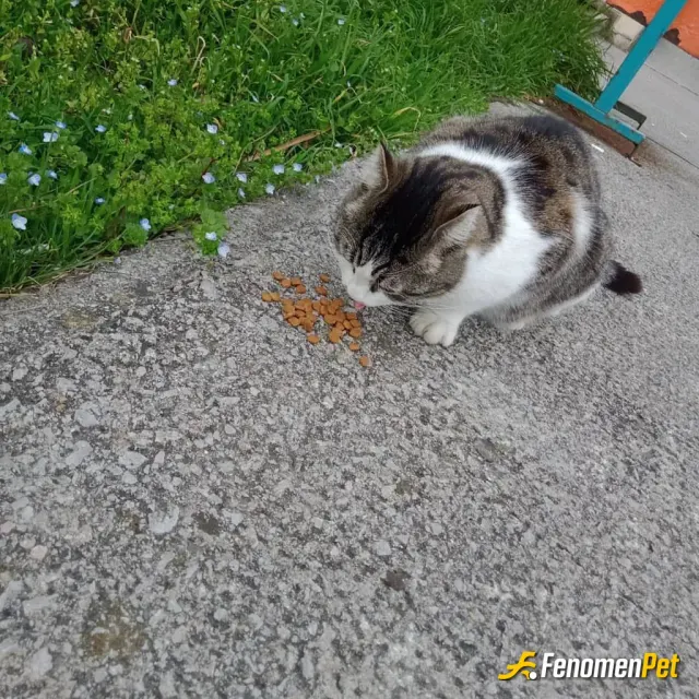 Sokak hayvanı besleme: En güzel varlıklar ❤️