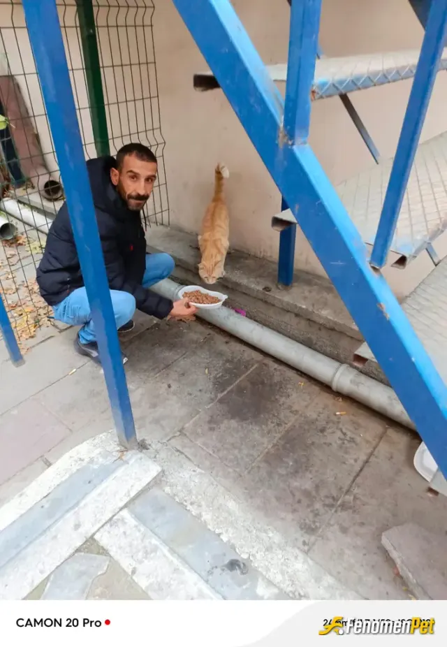 Tombalaci06 sokak hayvanını besliyor