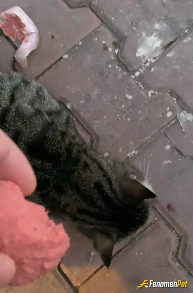 Falcorsl01 sokak hayvanını besliyor