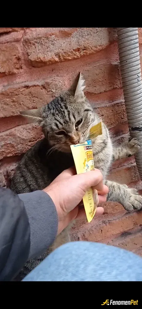 Sokak hayvanı besleme: Bu düşünceli etkinlik için teşşekkürler #fenomenpet
Tekirler candır🎈