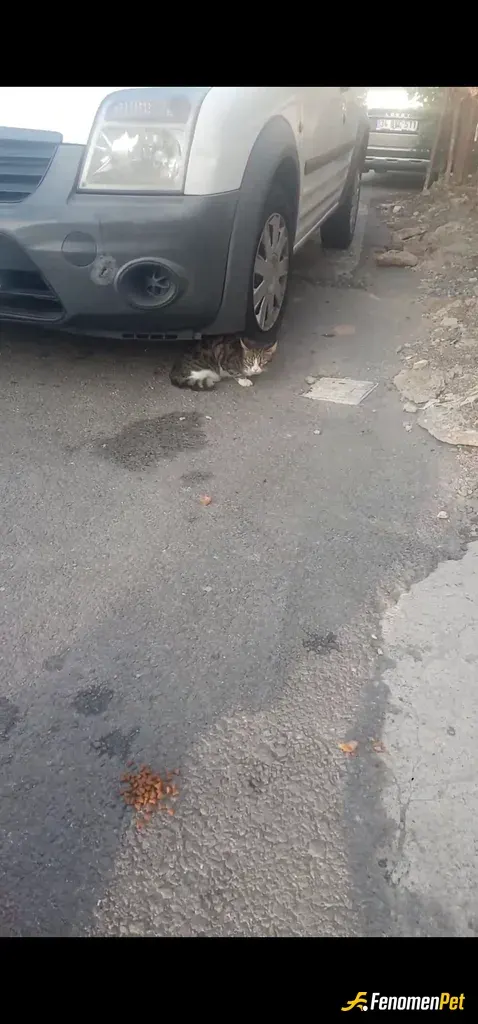 Sokak hayvanı besleme: Sanırım biraz ürküttüm 😔😒