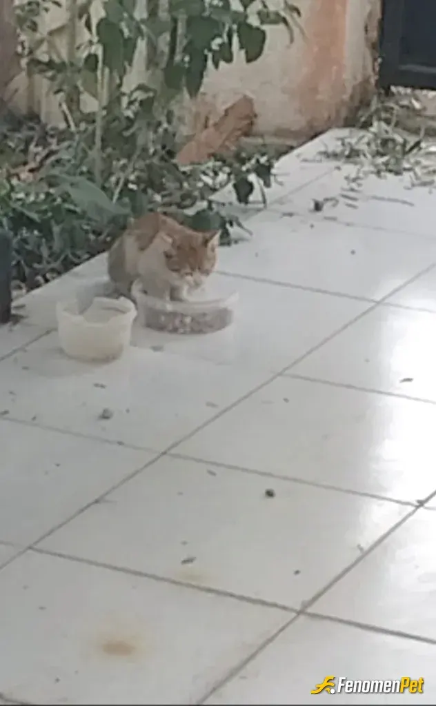 Sukrubasar sokak hayvanını besliyor