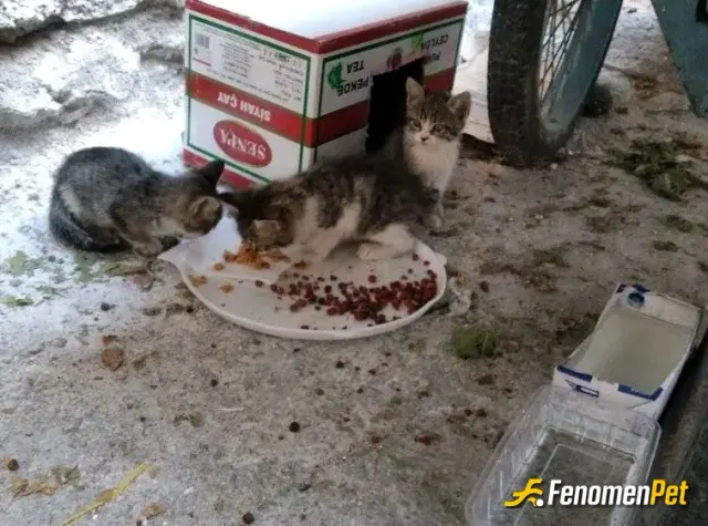 RoCCoo sokak hayvanını besliyor