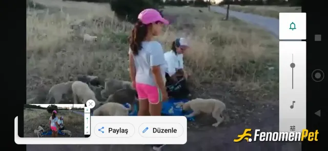 Kirtay sokak hayvanını besliyor