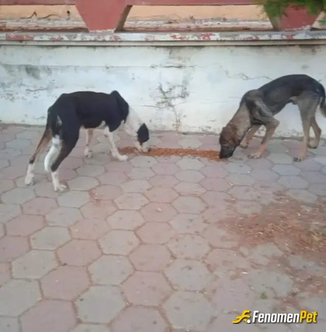 Sokak hayvanı besleme: #Fenomenpet Hayvanları sevelim onlar dostumuz (: