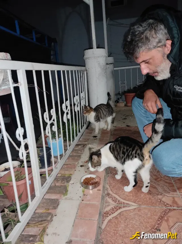 Sokak hayvanı besleme: Mama alıyorum kapı önüne veya evimizin önündeki döküyorum.tekir cinsi yavrulu kedi var bir kaçtanede sokak ked