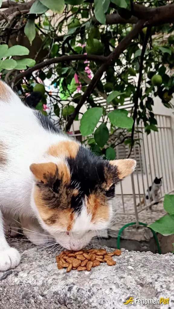 Sokak hayvanı besleme: Mama verdim 3 kedinin karnı doydu