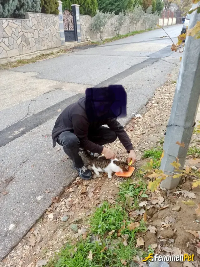 Ahmet163416 sokak hayvanını besliyor