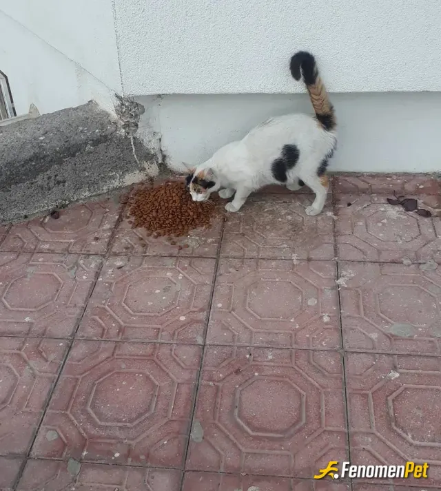 Sokak hayvanı besleme: #bulutacikmis
#fenomenpet