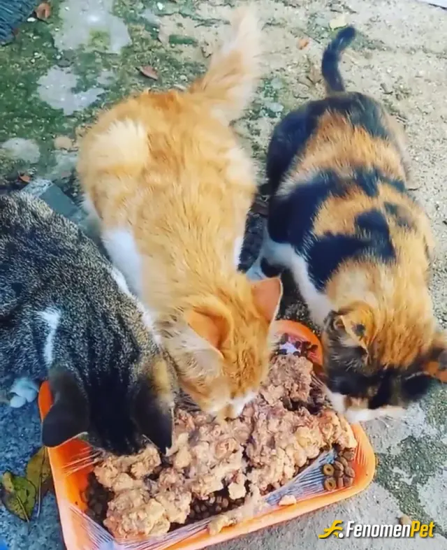 Sokak hayvanı besleme: #Fenomenpet AsyaS1 bunlar bizim canlarımız