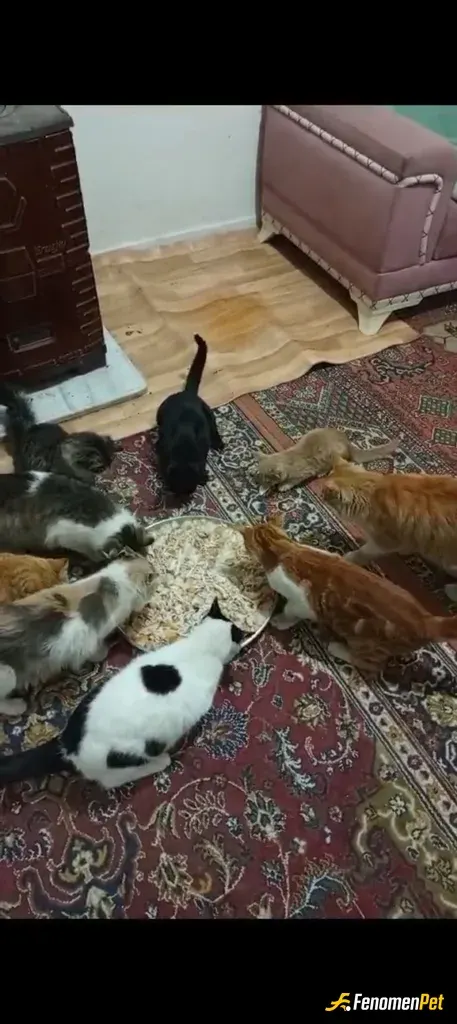 slottlp444 sokak hayvanını besliyor