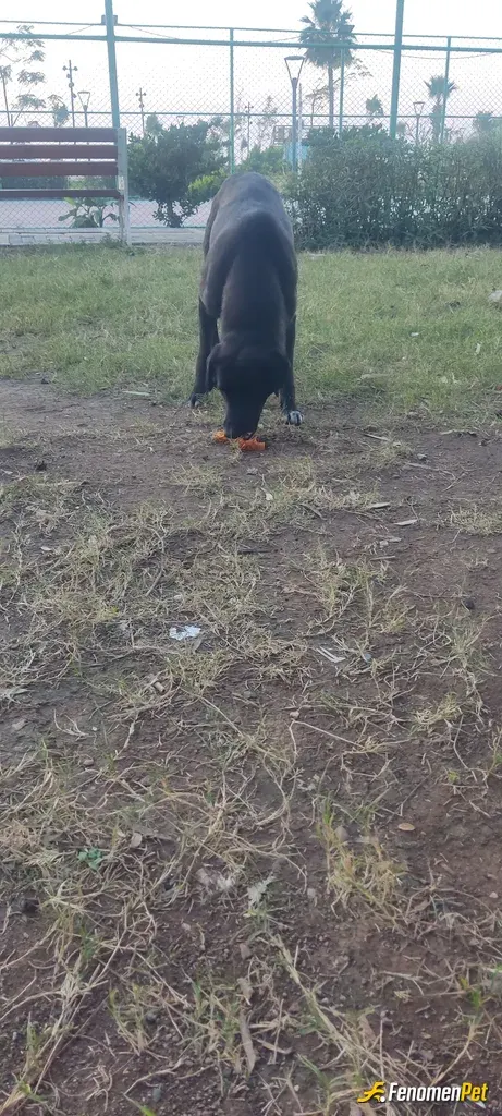 Sokak hayvanı besleme: Yemek yerken koşarak yanıma geldiler okadar tatliydilar ki ❤️❤️