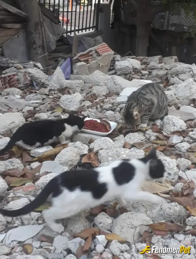 Bygokhan34 sokak hayvanını besliyor