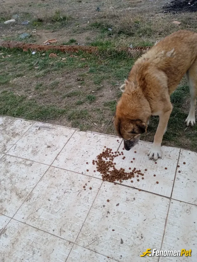 Sokak hayvanı besleme: Fenomembet in yaptığı yardımlar la besliyorum