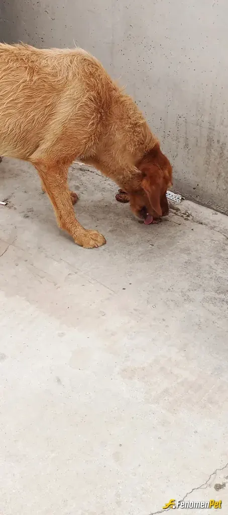 Sokak hayvanı besleme: İşyerimizdeki sokak köpeğini beslerkene