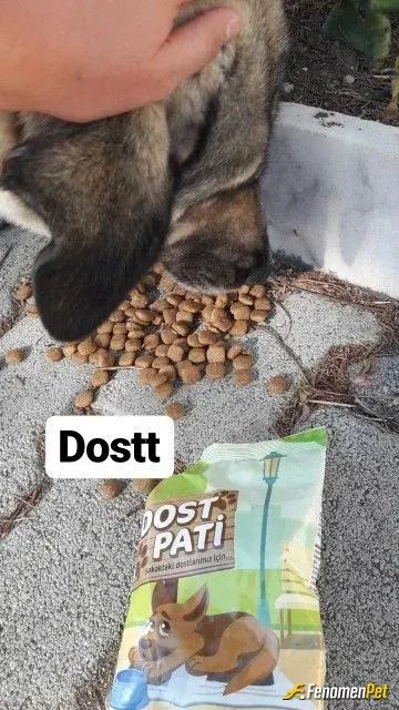 Sokak hayvanı besleme: 😻😻😻