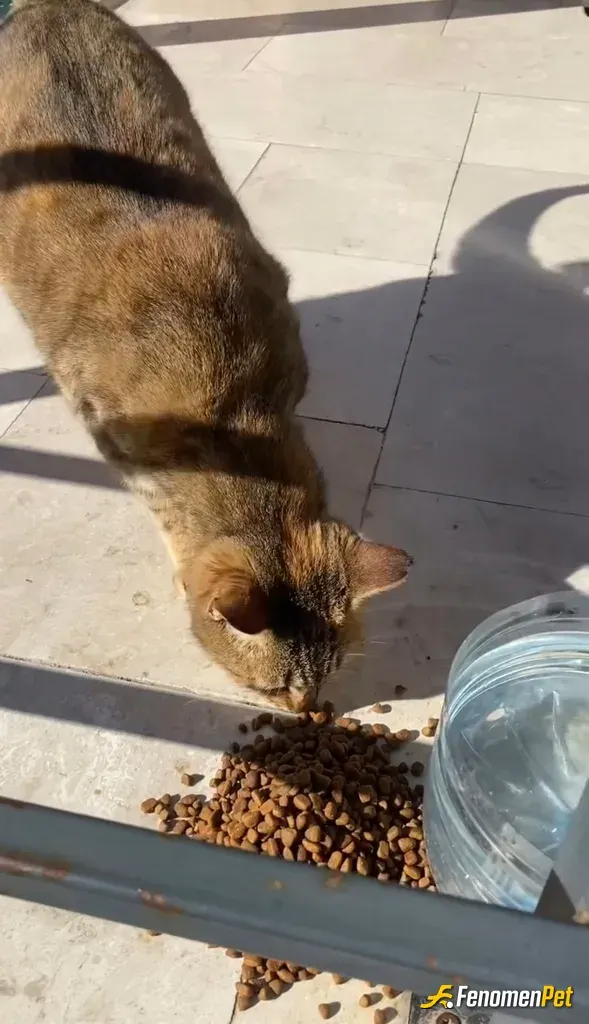 Turgy00 sokak hayvanını besliyor