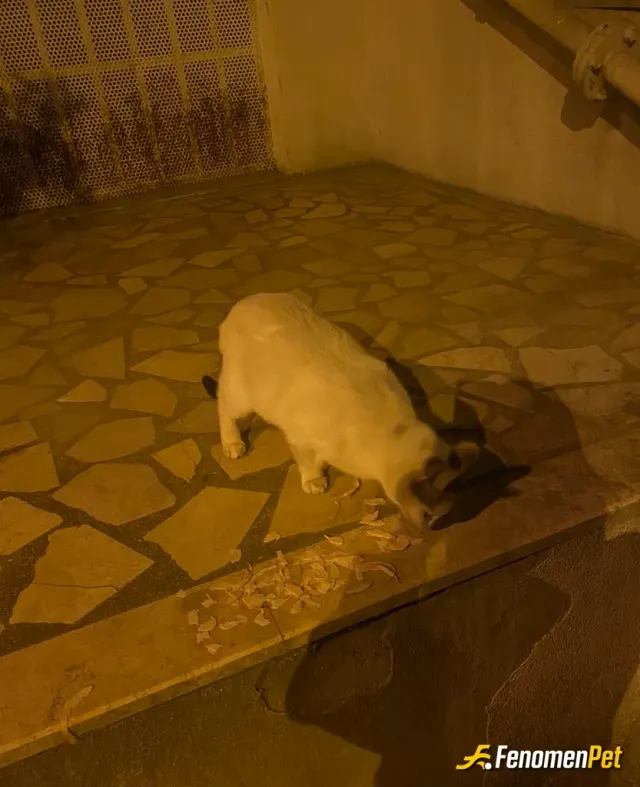 Batsutk sokak hayvanını besliyor