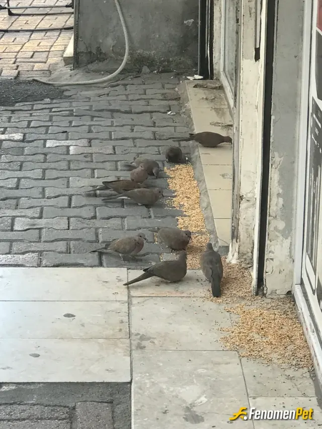 poyrik01 sokak hayvanını besliyor