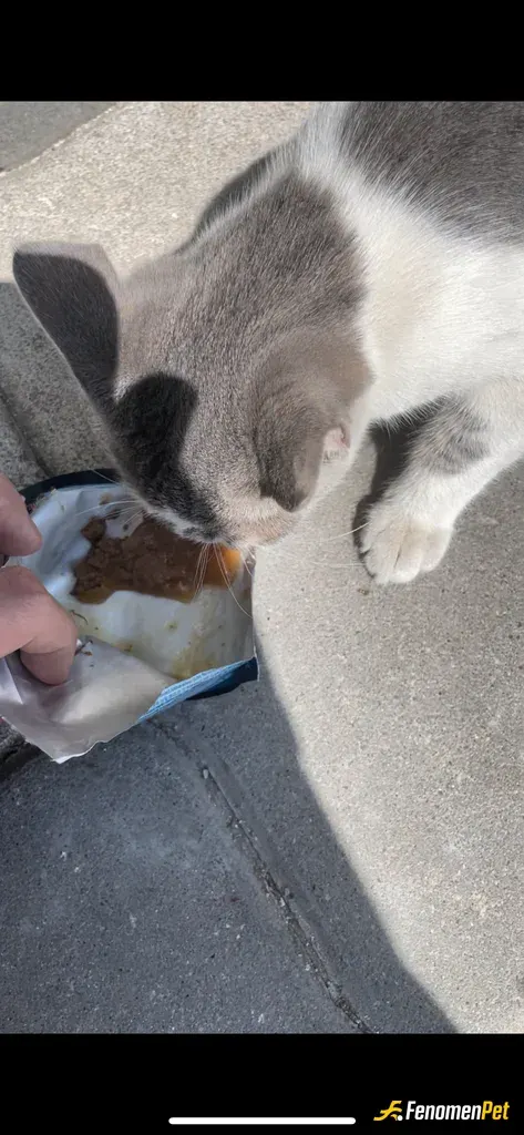 Sokak hayvanı besleme: Miyavlayarak peşimden geliyordu marketten whiskas aldım kıyamayıp afiyetle yedi bu zor günlerde hepimizin dest