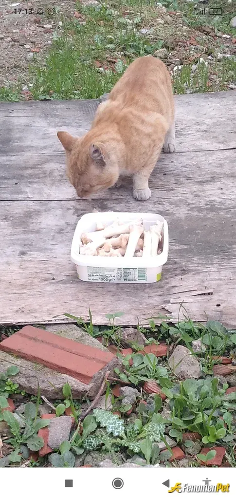 Sokak hayvanı besleme: Mahallemizdeki kedi yada köpeklere elimden geldiğince her hafta mama yada et kemik temin edip doyurmaya çalışı