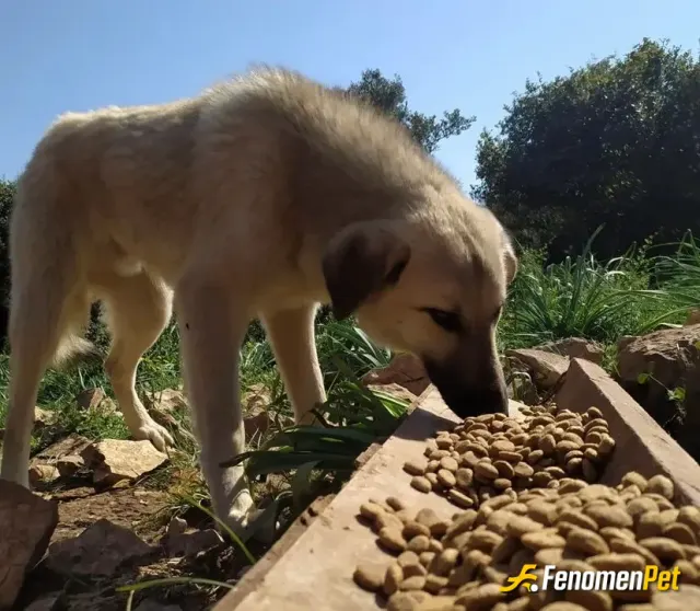 Cihanilman sokak hayvanını besliyor