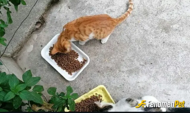 Sokak hayvanı besleme: Onlar da birer can.