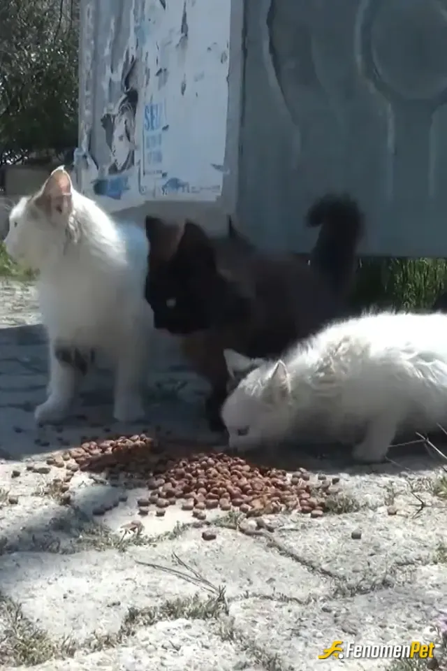 Sekomiyero sokak hayvanını besliyor