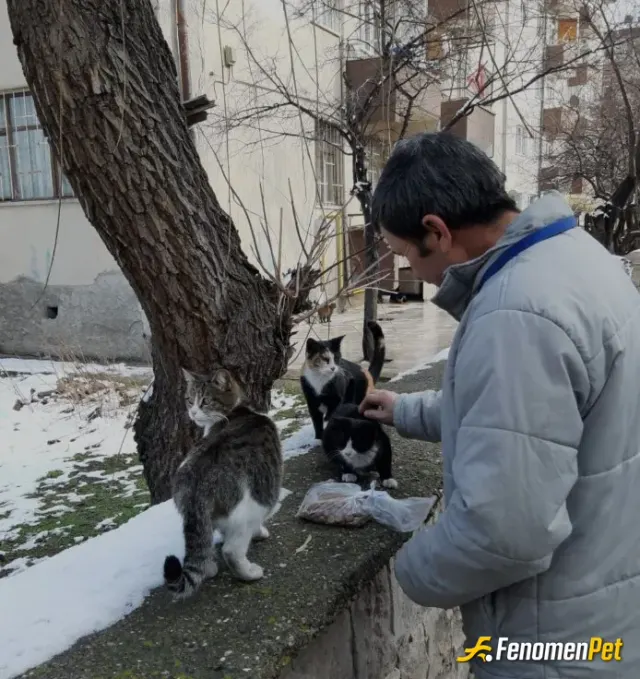 Dulkadir sokak hayvanını besliyor