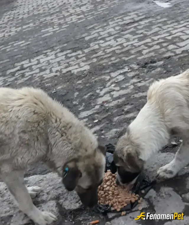 memoo255 sokak hayvanını besliyor