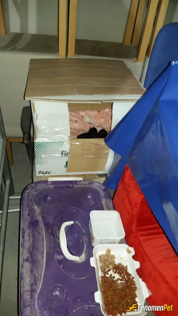 murat0778 sokak hayvanını besliyor