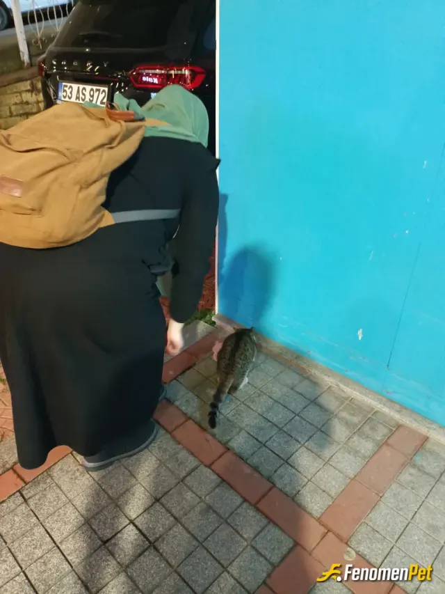 Sokak hayvanı besleme: Mümkün olduğu sürece bu sevimli dostlarımıza yardım etmeyi kendime gorev edindim.