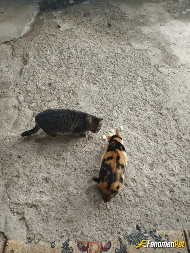 Sokak hayvanı besleme: Sokağımızdaki kedilere her daim beslemeye özen gösteriyoruz bu yüzden hep bizim kapıdalarr :)