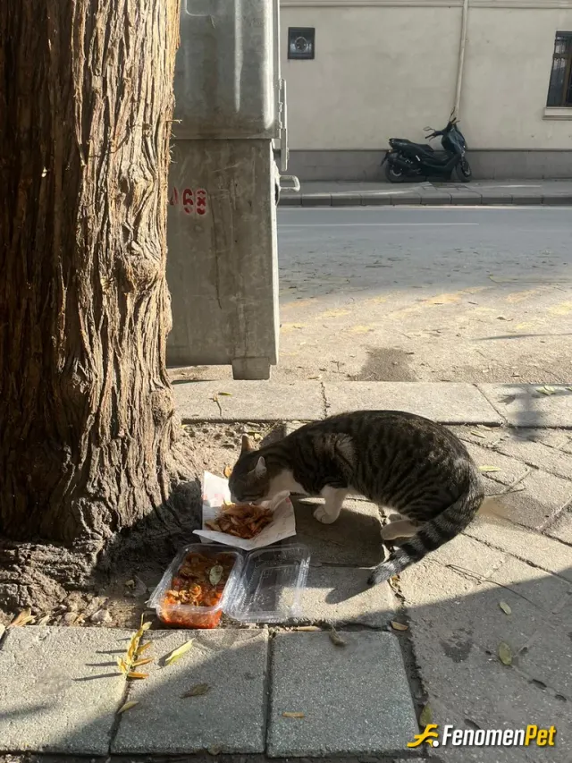Sokak hayvanı besleme: Evimizde bir tane çocuğumuz var ama sokaktaki çocukları da ihmal etmiyoruz, etmeyelim 🐾