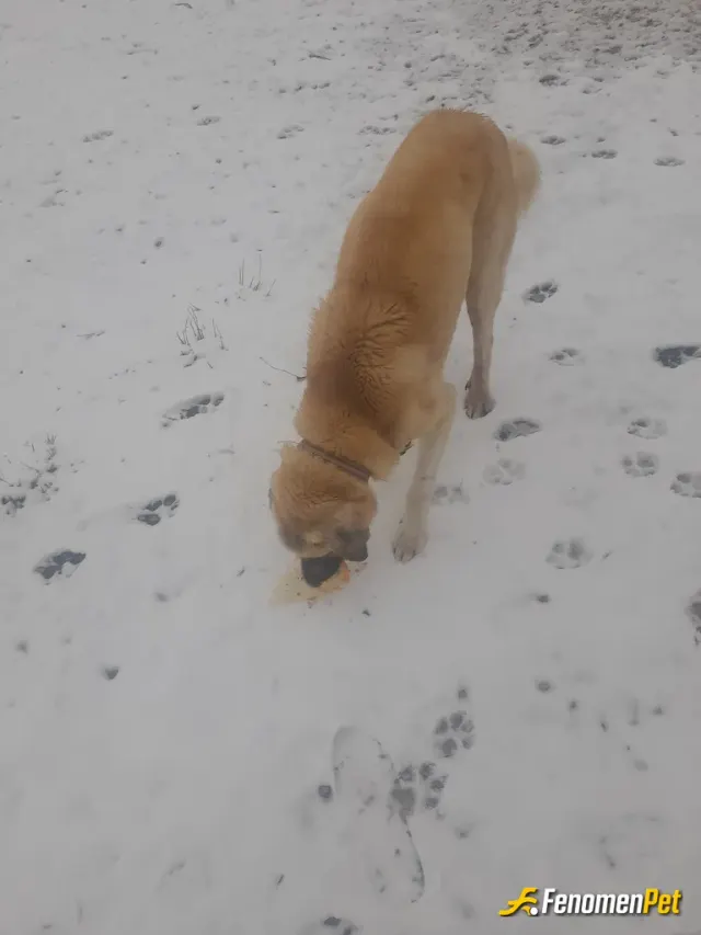 Sokak hayvanı besleme: Evimizin etrafında gezen köpeğe soframızdan artan yemeklerden ikram ediyorum #fenomenbet