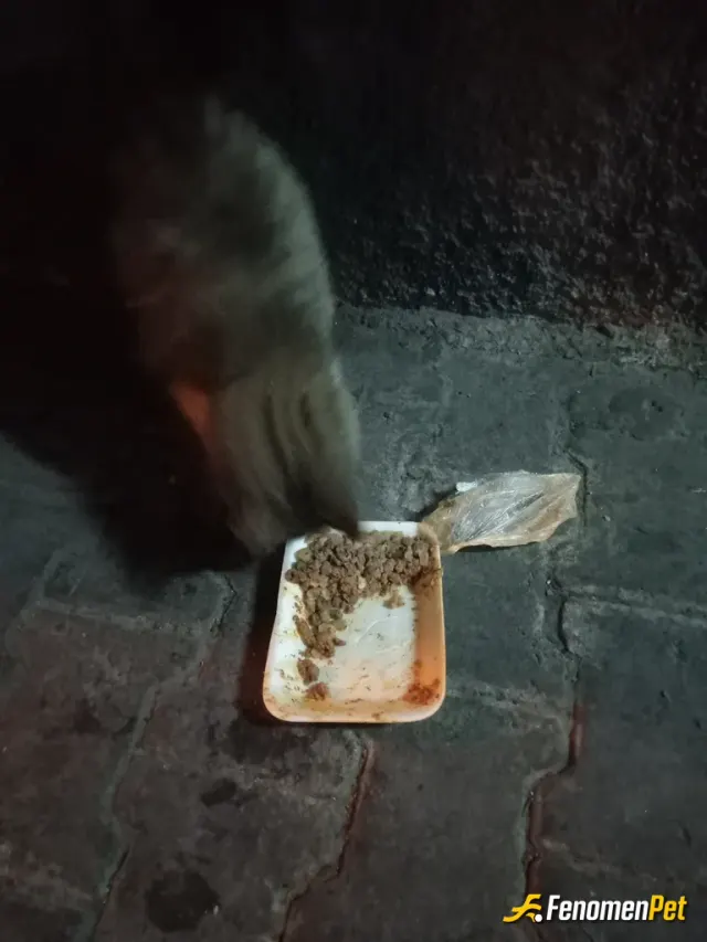 Gimgimok sokak hayvanını besliyor