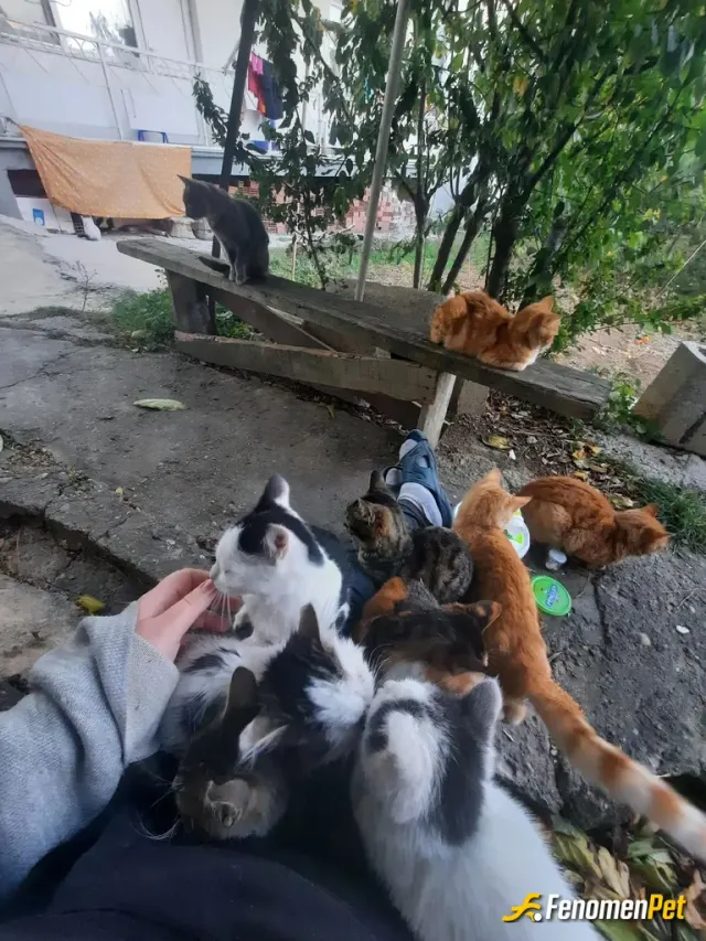 Sokak hayvanı besleme: Bahçemin müdavimleri🥰🥰