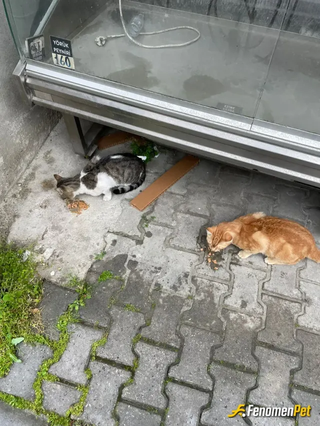 Sokak hayvanı besleme: Fenomenpet destek programına bende katıldım
