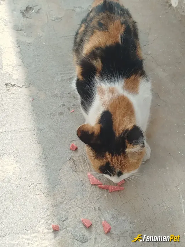 Sokak hayvanı besleme: Sahip çıkmamız lazım