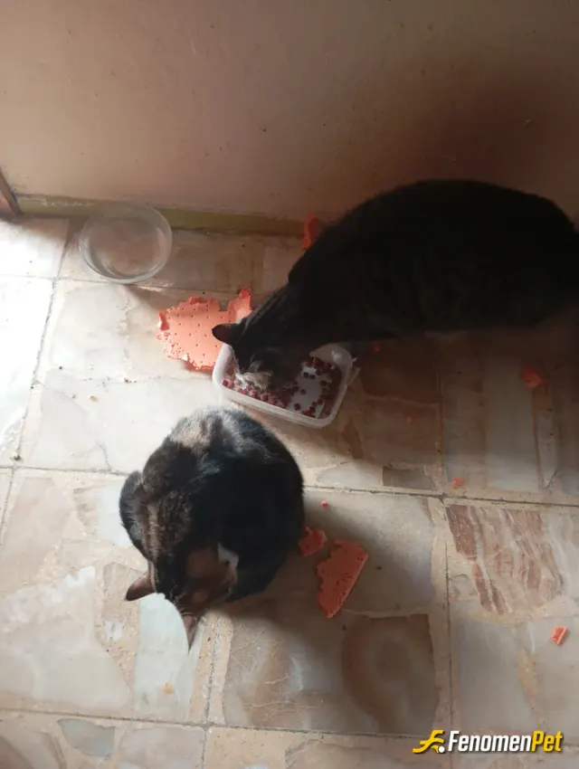 Sokak hayvanı besleme: Kuru Mama yaş mama su aşı